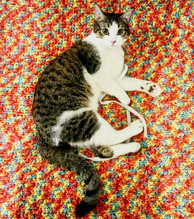 Отдаем кота в хорошие руки