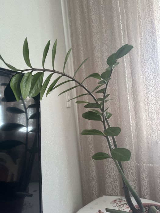 Продам доллоровое дерево