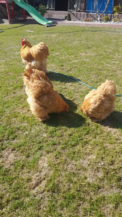 Găini cochinchina uriaș pe galben și paunii