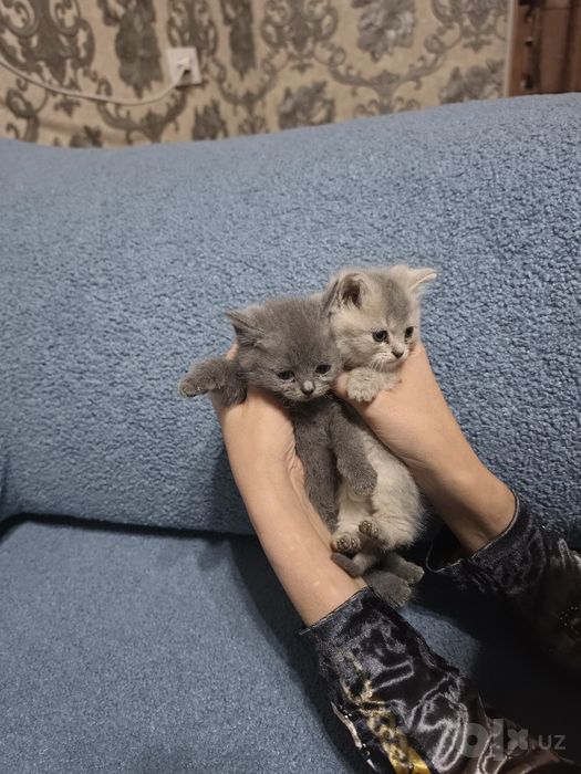 Мушукчалар тозза  зот