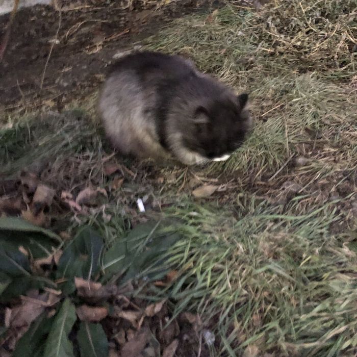 Животные. Кошки.