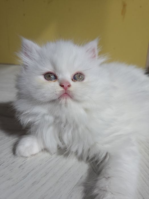 Женско персийско коте