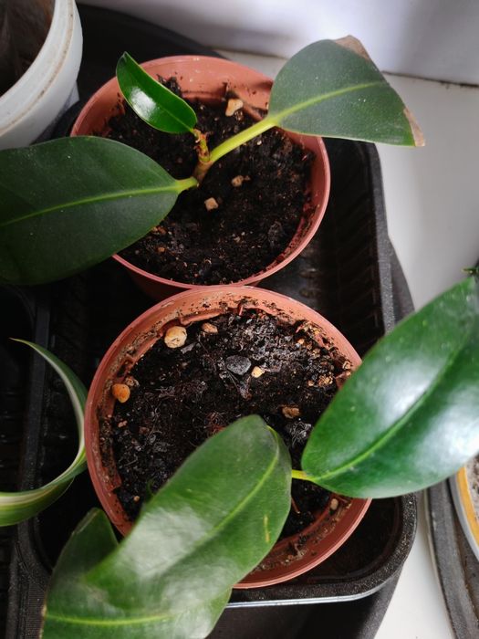 Фикус бенджамина