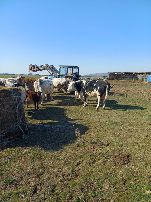 Vaci metis belgian gestante