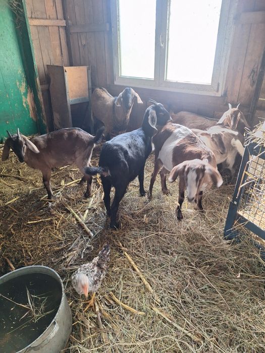 Capre anglonubian ediția anglonubian