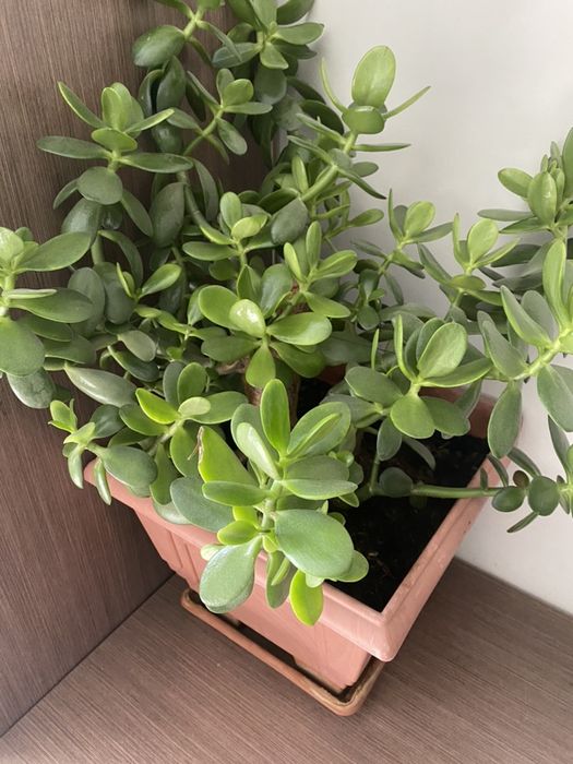 Продается растение