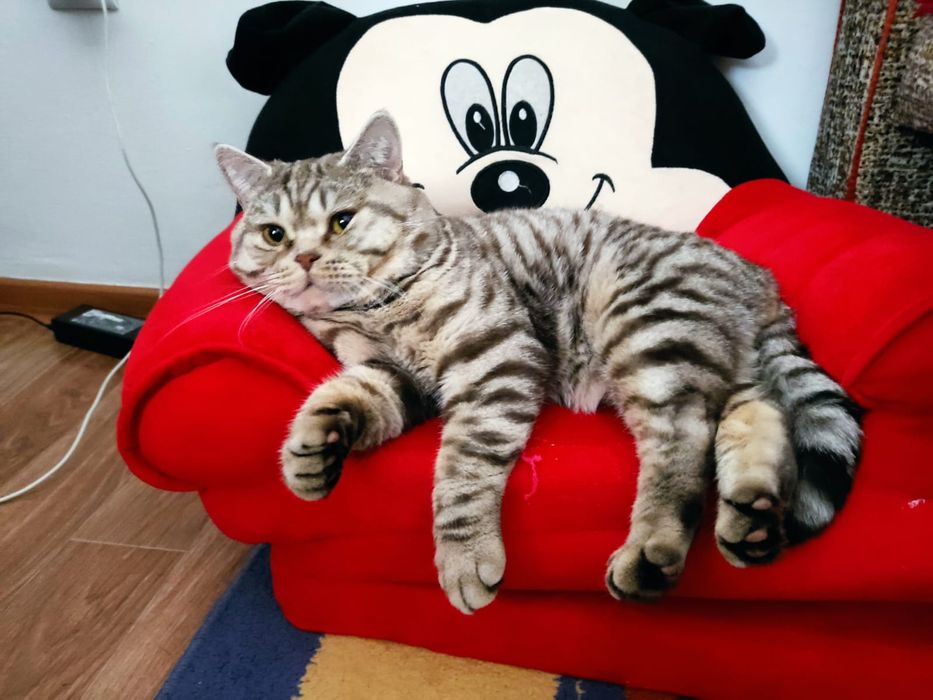 Кот Британец на вязку.