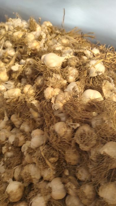 Usturoi Românesc soi benone