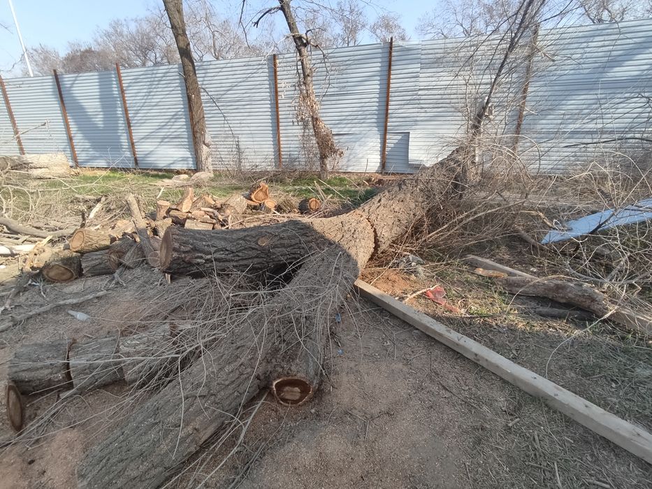 Продам стволы карагача.