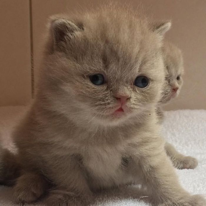 Британские котята