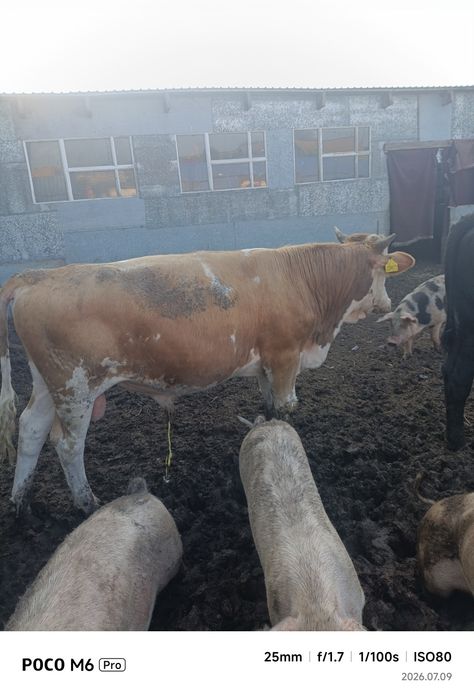 Продам быков возраст 1год 4месяца