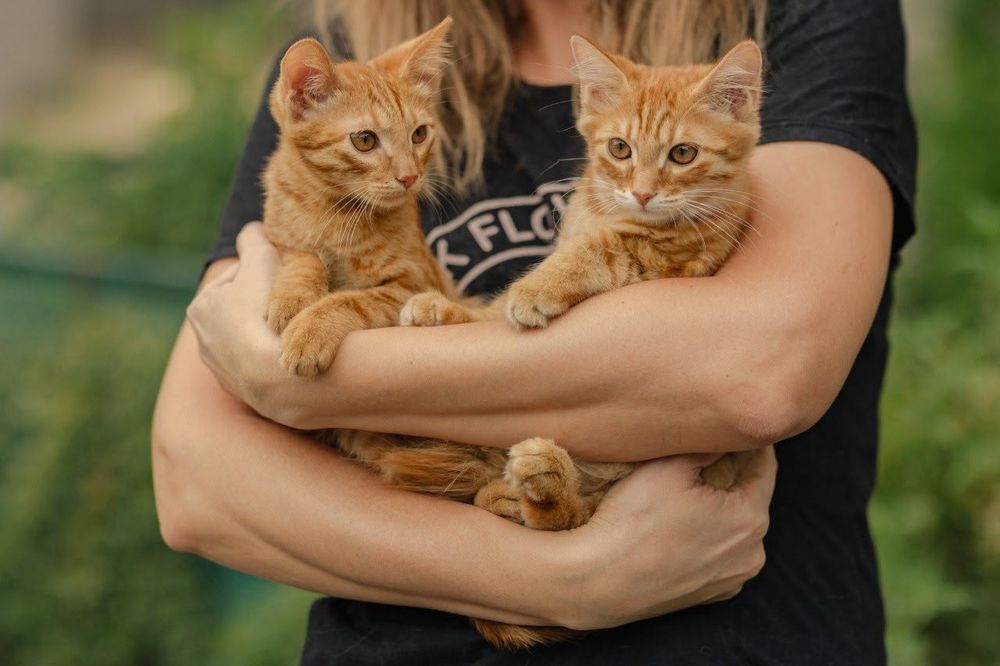 Котята ищут любящий дом