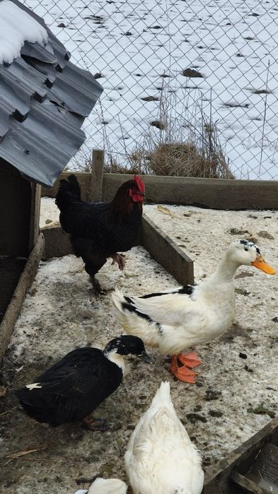 Cocoș Marans original