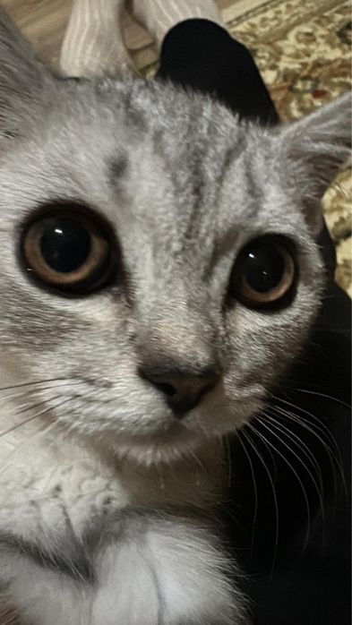 Шотландец кот, ласковый