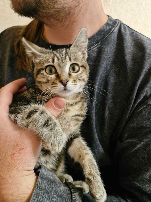 Котёнок-девочка окрас дымчатый