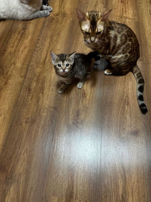 Бенгалски котета