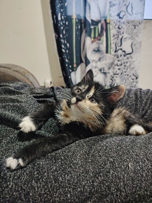 Котята бесплатно