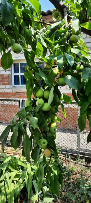 Продам дом в районе БСМП