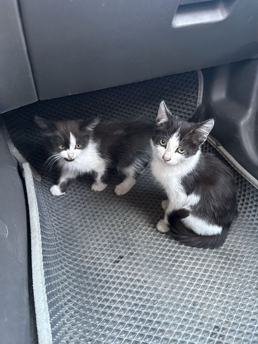 отдам котят в добрые руки