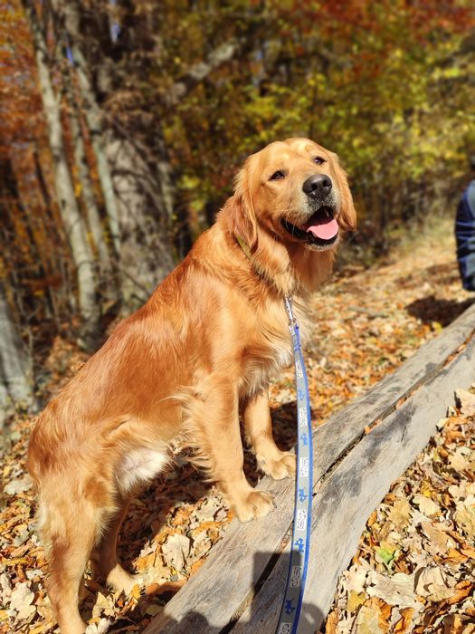 Golden retriever
