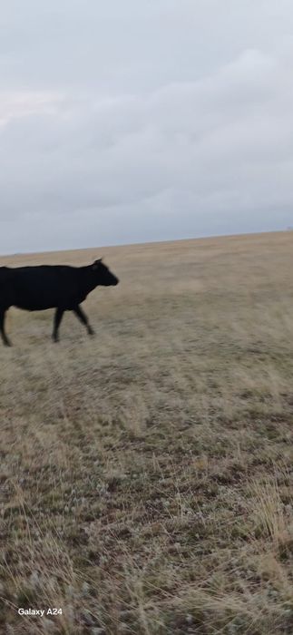 Жас Сиырлар сатам