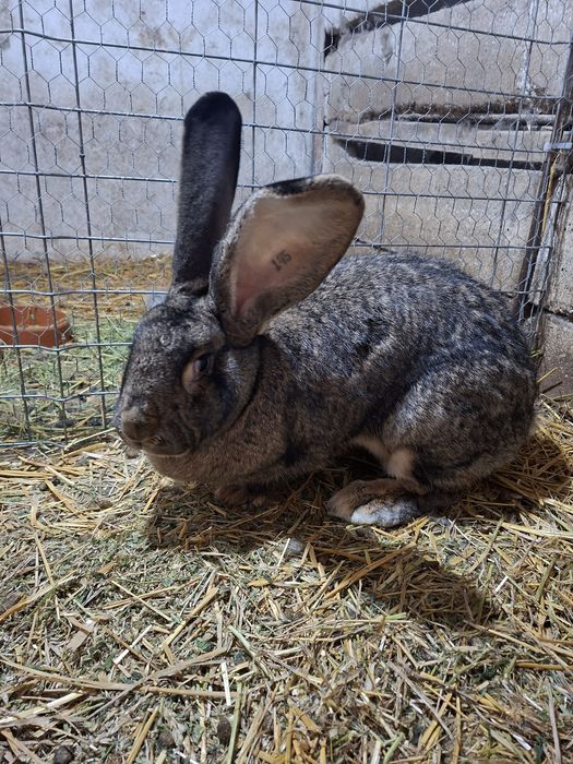 Vând iepuri Uriaș German Gri