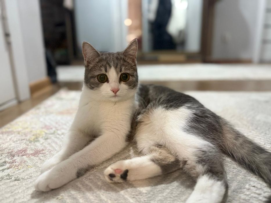 Отдам в хорошие руки