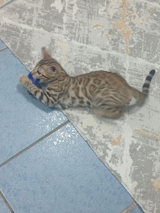 Бенгальская чистокровная кошка
