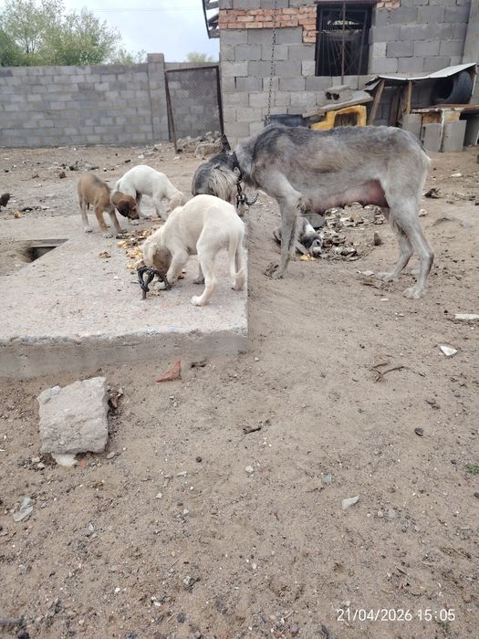 Щенки тазы быстрые