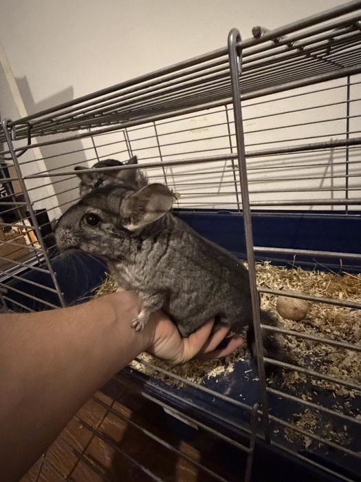 Vând chinchilla lanigera