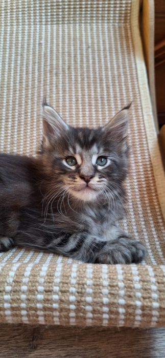 Мальчик  мейн-кун