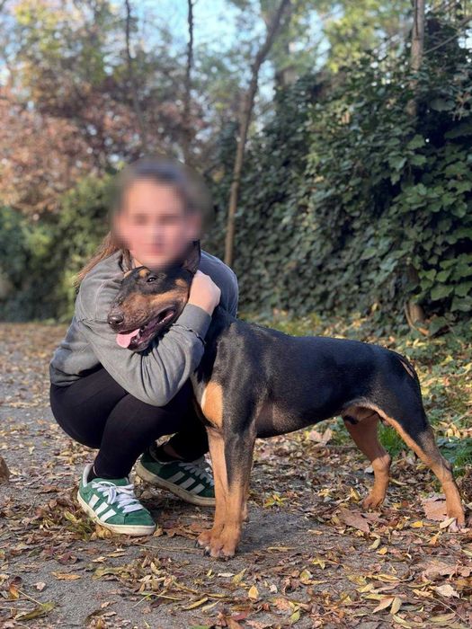 Английски бултериер на 2 години