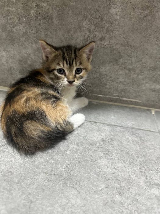 Отдаю котят в добрые и ответственные руки
