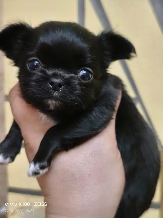 Очаровательные щенки чихуахуа.