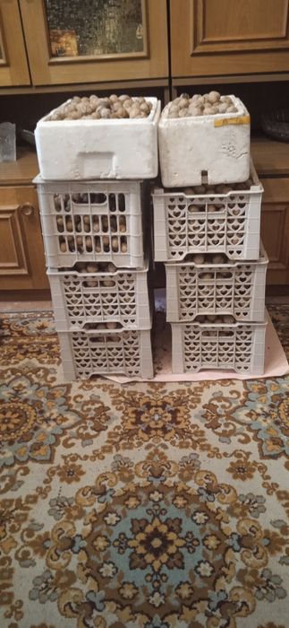 Продам орехи грецкие,садовые,среднего размера