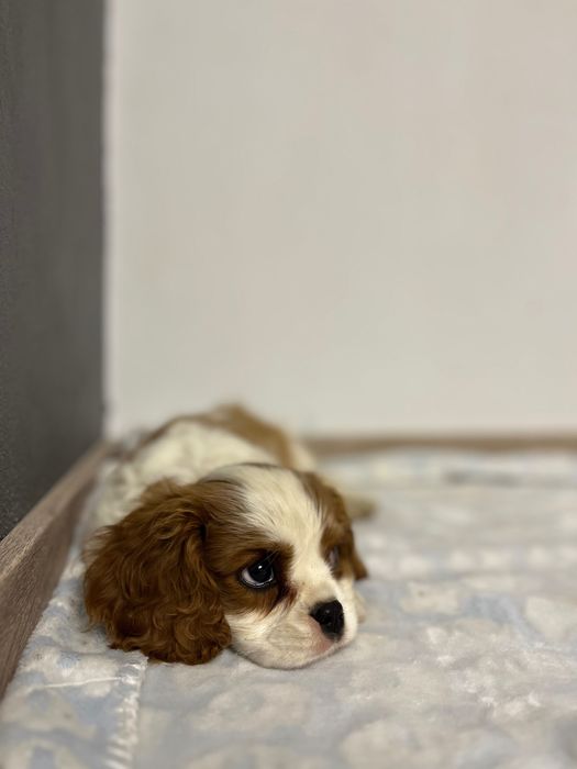 Cavalier King Charles Spaniel