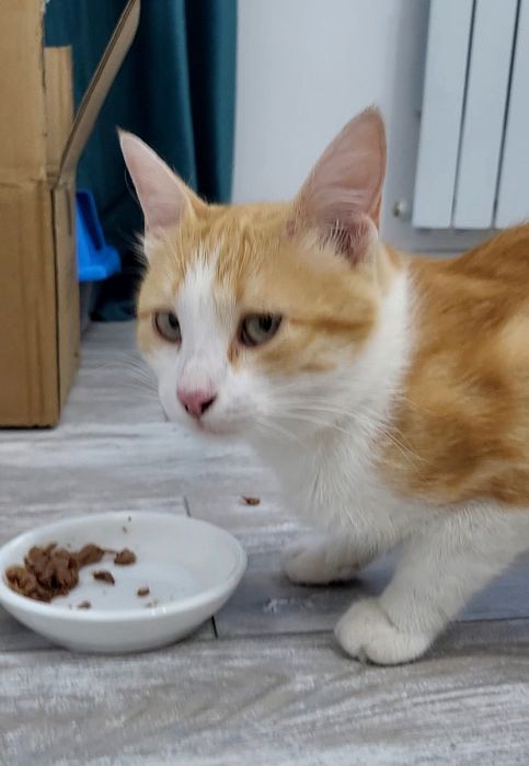 Невероятно ласковый котик