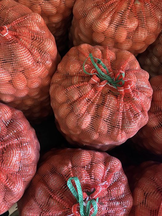 Картофель семенная