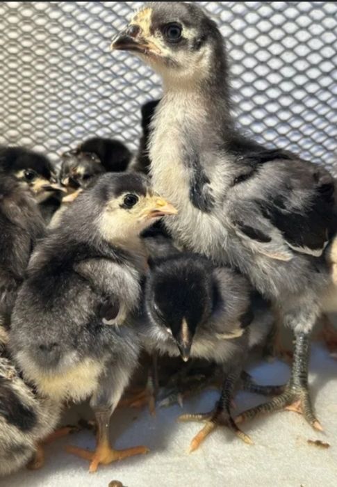 Кора Шахзода жужалари