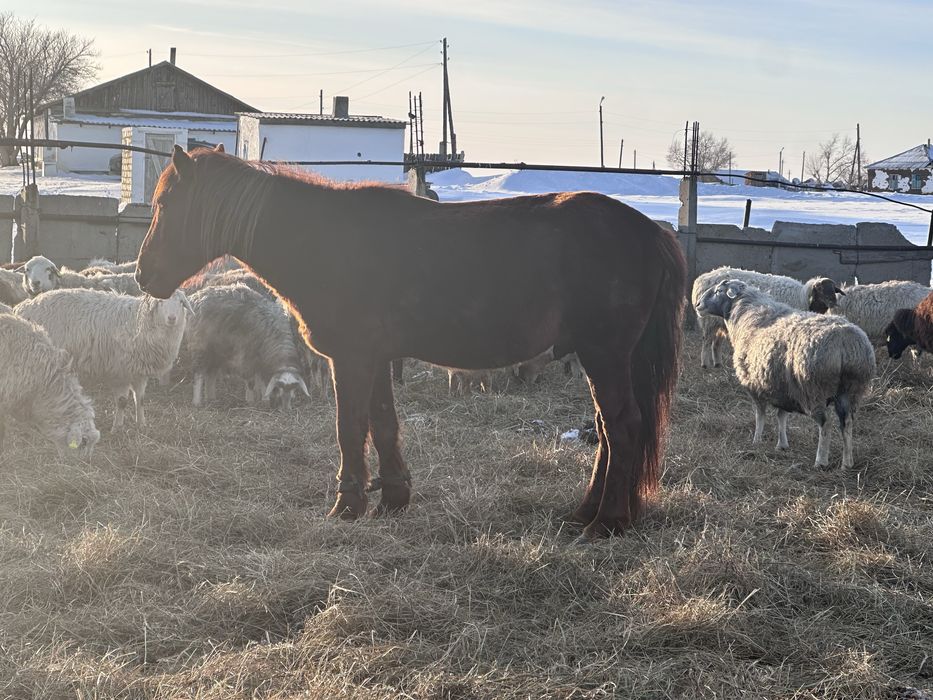 Айғыр сатылады қазақи парода