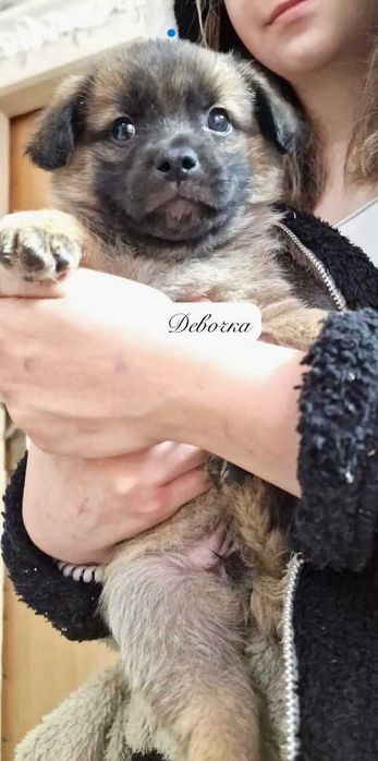 отдам щенков овчаренков в хорошие руки