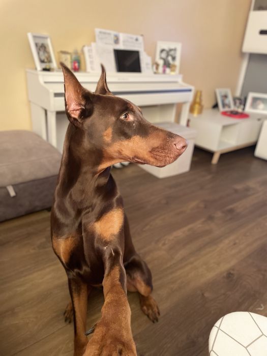 Doberman mascul foarte docil si foarte bun cu copii si alte animale