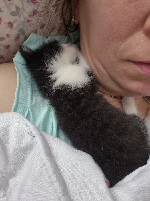 Котёнок  девочка. 1 месяц.