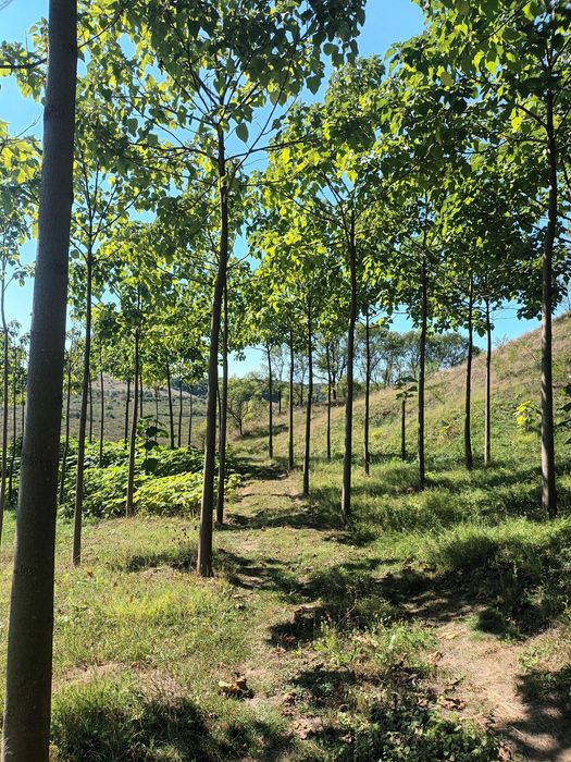 Butași Paulownia