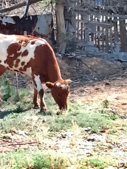 Продам корову стельную