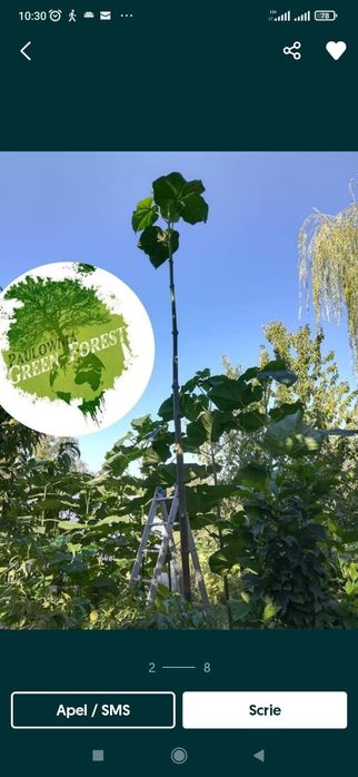 Paulownia Clona Carpatica Butasi Lemnificat