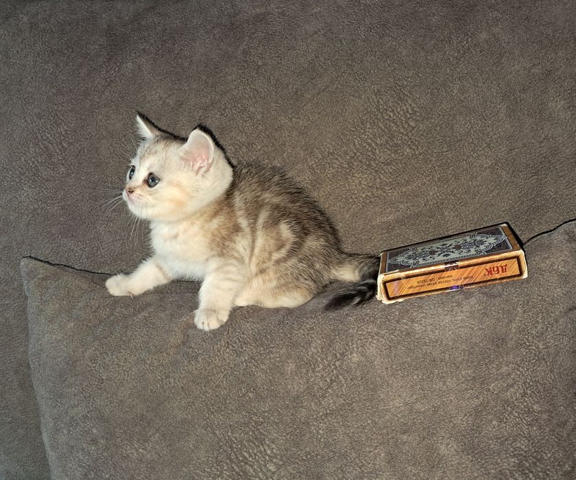 Шотландская прямоухая девочка