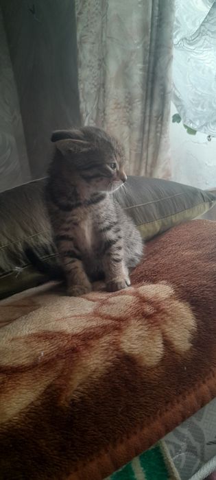 продам шотладских котят