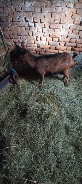 Vînd  sau Schimb Capră Alpină Franceză