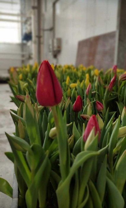 Тюльпаны МЕЛКИЙ ОПТ со склада